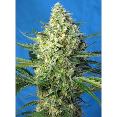 Sweet Seeds Jack 47 XL Auto 3 seeds