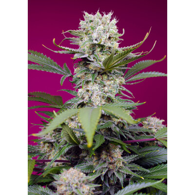 Sweet Seeds Sweet Mandarine Zkittlez XL Auto 3 pcs