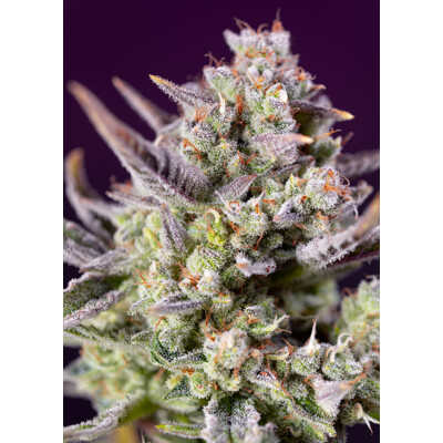 Sweet Seeds Sweet Zenzation XL Auto 3 pcs