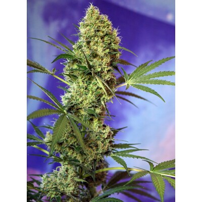 Sweet Seeds Big Devil Auto 3 pcs