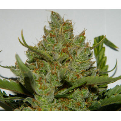 Fast Buds Green Crack 10 db