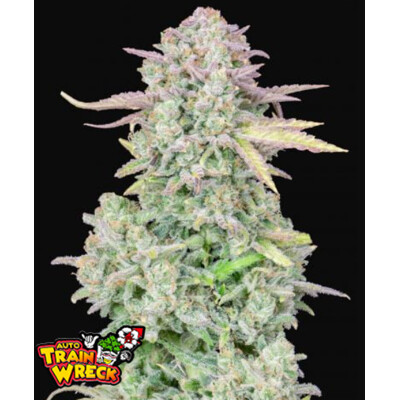 Fast Buds Original Trainwreck Auto od 9.-€