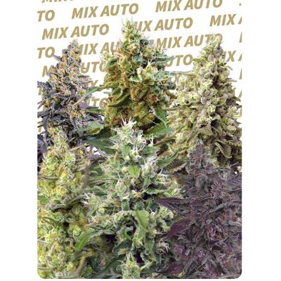 Fast Buds Mix Pack Auto 5 seeds