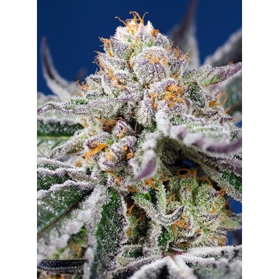 Sweet Seeds Orange Apricot Glue XL Auto 3 seeds