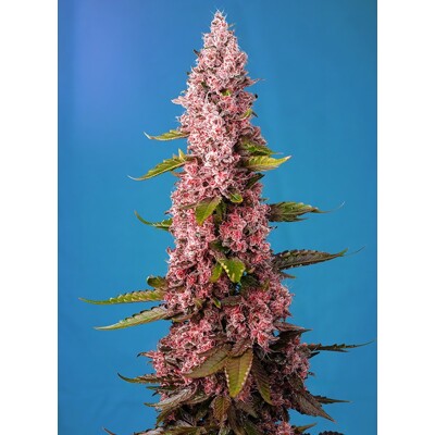 Sweet Seeds Red Hot Cookies 3 db