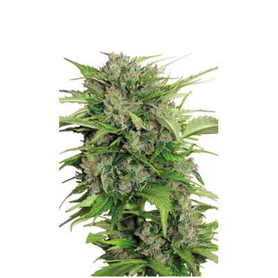 Serious Seeds Auto AK 47 6 Seeds