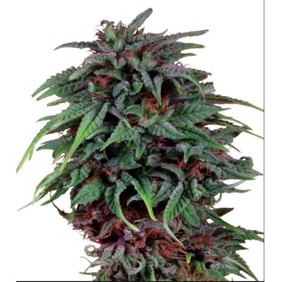 Dutch Passion Durban Poison 5 pcs