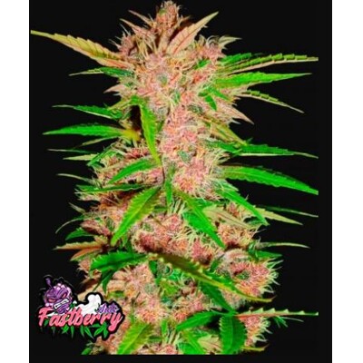 Fast Buds Fastberry Auto 3 ks