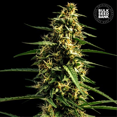 Bulk Seed Bank Auto Mandalime Juice 1 seeds