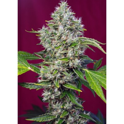 Sweet Seeds San Fernando Lemon Kush