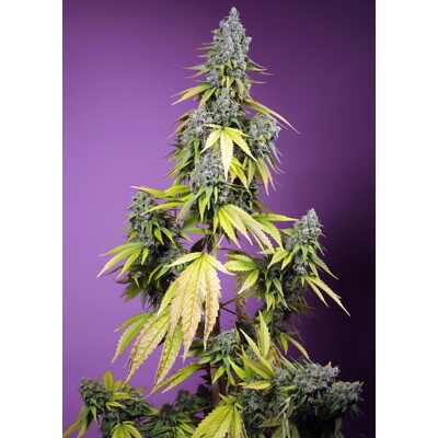 Sweet Seeds Jet Fuel Mandarine XL Auto 3 pcs