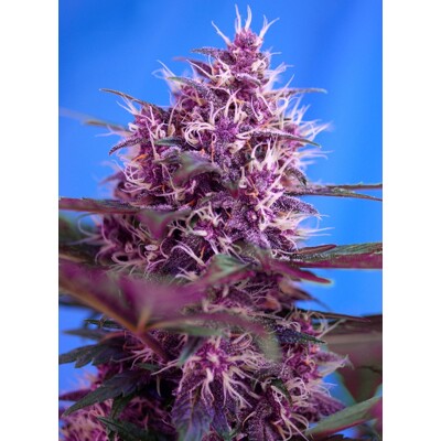 Sweet Seeds Red Poison Auto 5 pcs