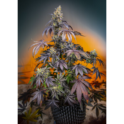 Sweet Seeds Red Gorilla Girl XL Auto 3 pcs