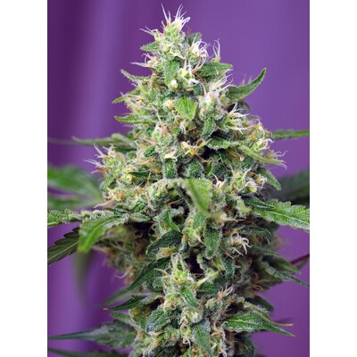 Sweet Seeds Sweet Amnesia Haze XL Auto 3 pcs