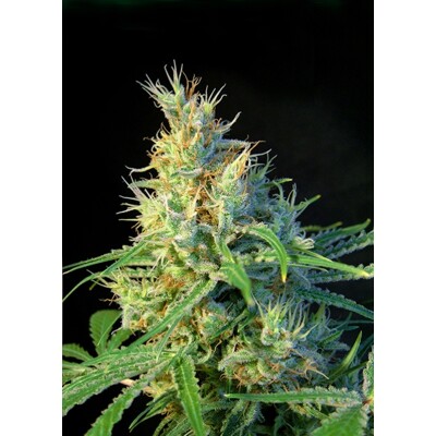 Sweet Seeds Psicodelicia 3 pcs