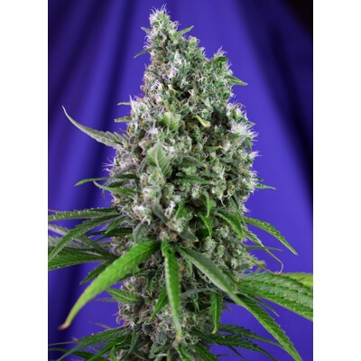 Sweet Seeds Sweet Trainwreck Auto 5 pcs