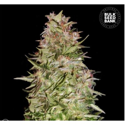 Bulk Seed Bank Auto White Prussian 5 pcs