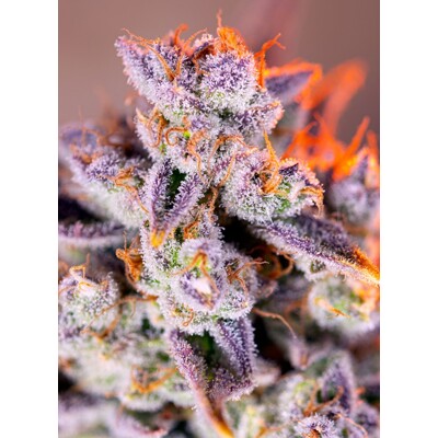 Sweet Seeds Tropicana Poison XL Auto 5 pcs