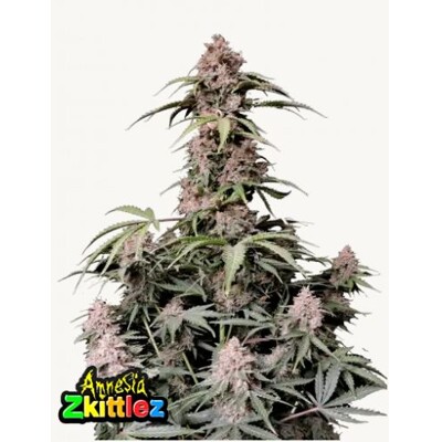 FastBuds Amnesia Zkittlez Auto 3 seeds