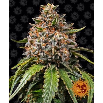 Barney's Farm White Widow XXL 5 pcs