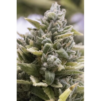 Humboldt Seed Company OG Kush Auto 5 pcs