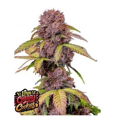 Fast Buds Lemon Cherry Cookies 5 db