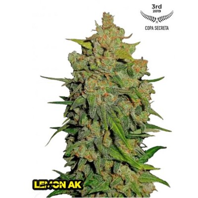 Fast Buds Lemon AK 3 ks