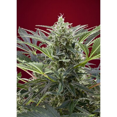 Sweet Seeds Cream 47®