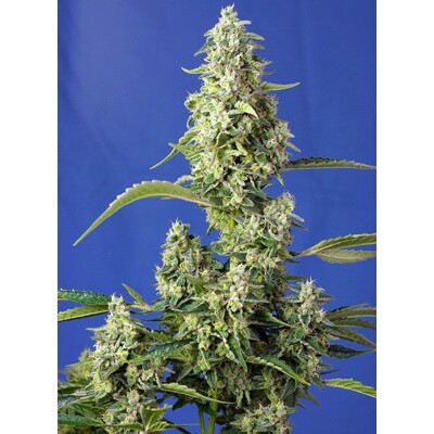 Sweet Seeds Gorilla Girl XL Auto 5 db