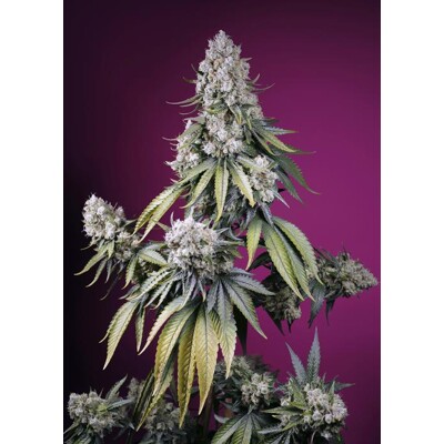 Sweet Seeds Jealousy Z XL Auto 5 pcs