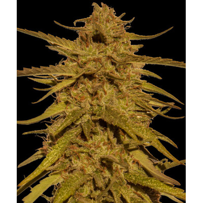 Barney's Farm Pineapple Haze- Regular 10 seeds