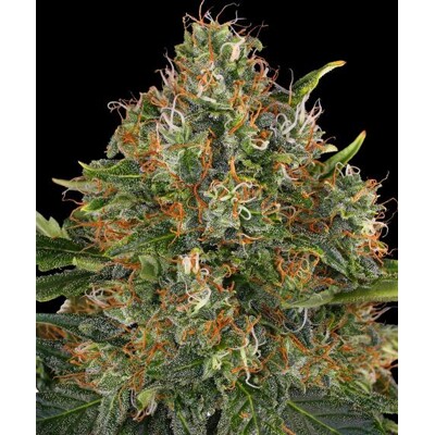 Barney's Farm G13 Haze Regular 10 seeds