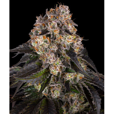 Barney's Farm Girl Scout Cookies 3 ks