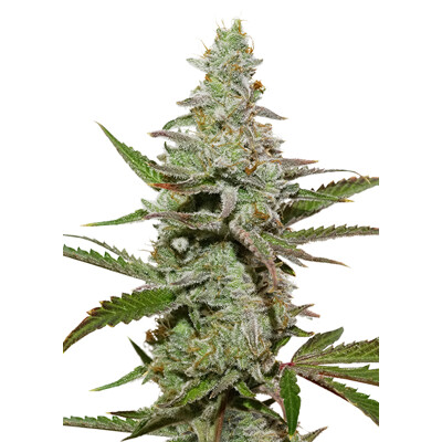 Dutch Passion Seed Company Amsterdam Amnesia 10 seeds