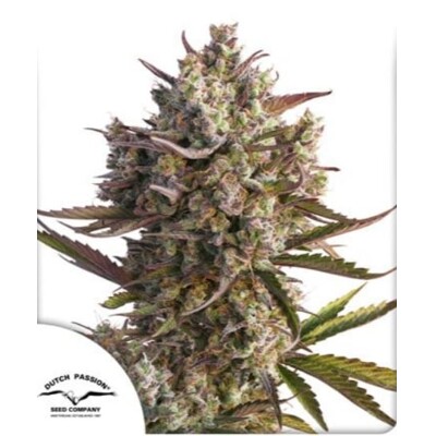 Dutch Passion Seed Company Auto Blueberry 100 seeds