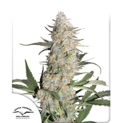 Dutch Passion Seed Company Auto Critical Orange Punch 7 seeds