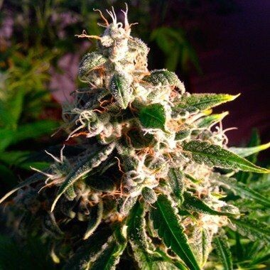 Dutch Passion Seed Company Auto Think Different 7 db