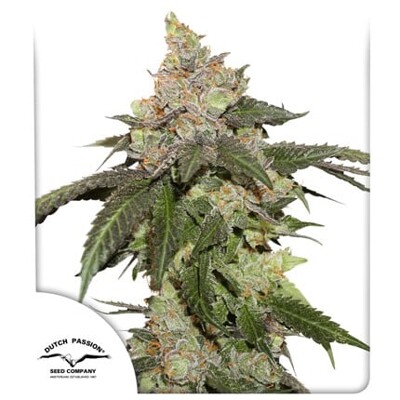 Dutch Passion Seed Company Kerosene Krash 5 seeds