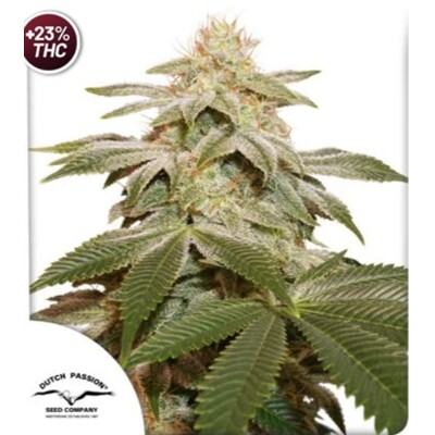 Dutch Passion Seed Company Sugar Bomb Punch 5 seeds