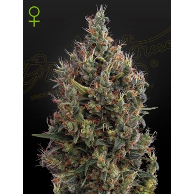 Green House Seed Co. Big Bang Auto 10 seeds