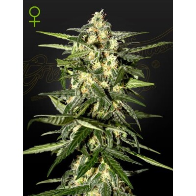 Green House Seed Co. Jack Herer Auto 10 seeds