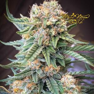 Green House Seed Co. Lemon Skunk 5 seeds