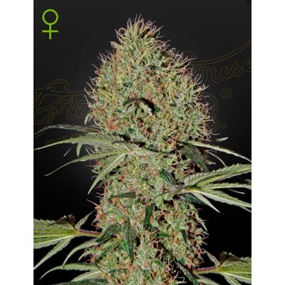 Green House Seed Co. Super Bud Auto 5 seeds