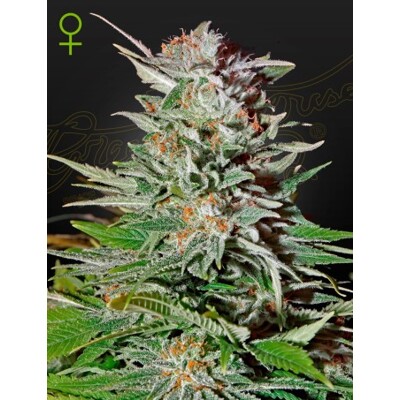 Green House Seed Co. Super Lemon Haze Auto 5 seeds