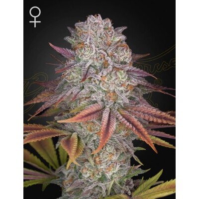 Green House Seeds Pulp Friction 10 seeds