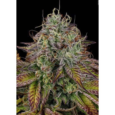 Paradise Seeds Apricot Candy 5 seeds