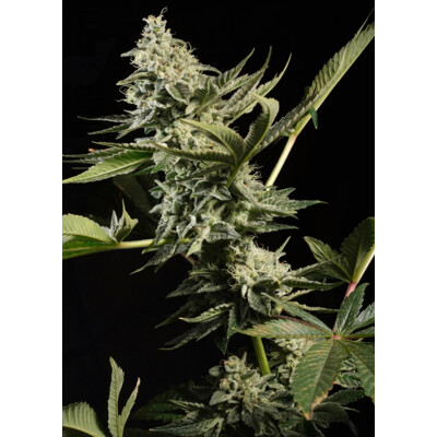 Paradise Seeds Glowstarz 3 seeds