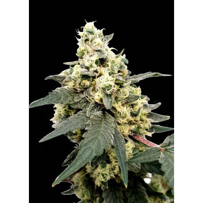 Paradise Seeds Lemonade Auto 5 seeds