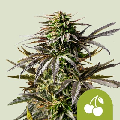 Royal Queen Seeds Cherry Pie Auto 3 seeds