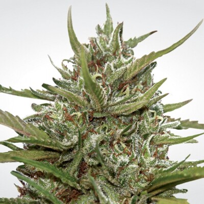 Paradise Seeds Whiteberry Auto 10 seeds